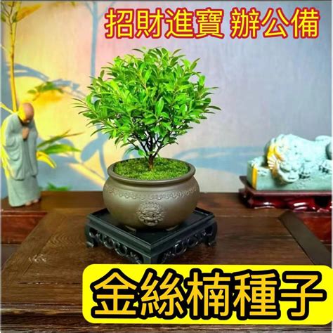 招財樹種類|招財植物百科全書：8種常見的招財植物，讓你財運亨通